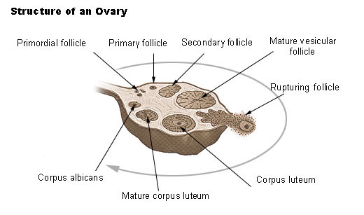 Folliclesinovary.jpg