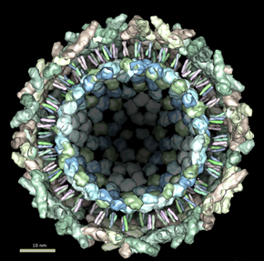 Chikungunya virus photo - togaviridae.png