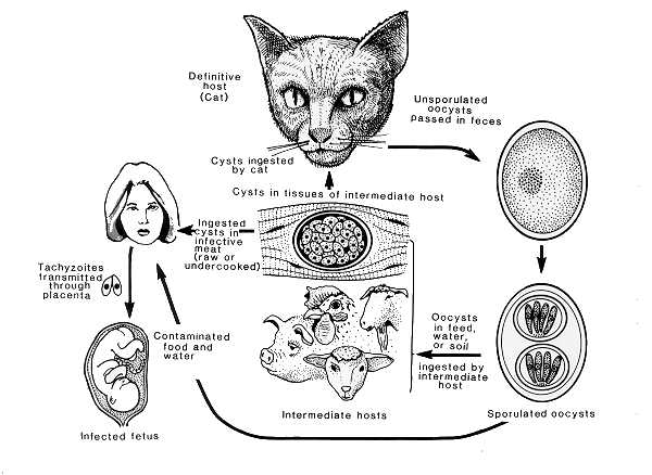 Life cycle