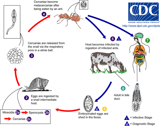 Dicrocoelium LifeCycle.gif