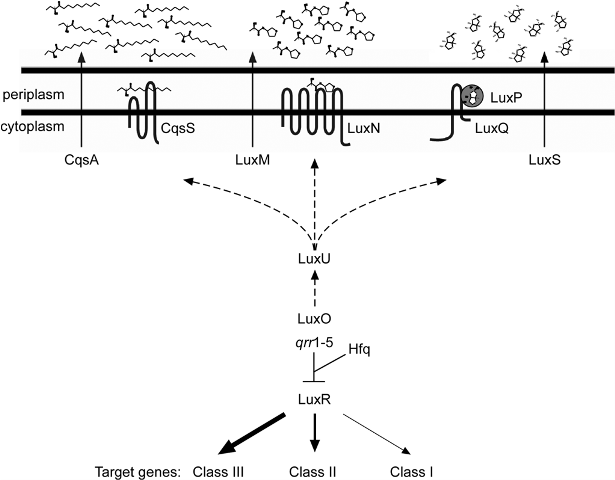 An overview of how bioluminescence occurs in V. harveyi, via autoinducers. Understanding of these pathways is critical for advancements such as developing new antibiotics.