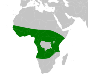 N.nigricollis range.png