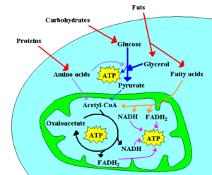 Metabolism scheme.GIF