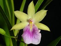 Miltonia regnellii