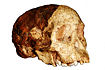 Taung1.jpg