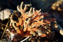 This red beard sponge (Microciona prolifera) washed up onshore. Sponges attach to the ocean floor and passively filter feed on plankton that pass through them.