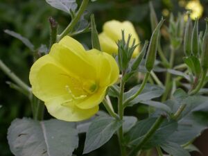 Common evening primrose blossom.jpg