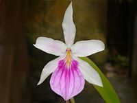 Miltonia spectabilis