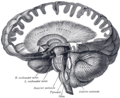 Dissection showing the course of the cerebrospinal fibers