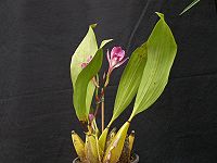 Bifrenaria tyrianthina