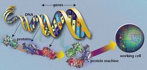 DNA to living system.jpg