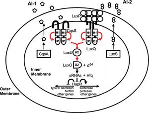 Quorumsensing VIBRIO CHOLERAE.jpg