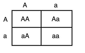 Punnett square.JPG