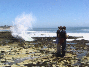 Marine-biology.gif