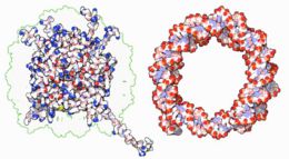 Nucleosome (opposites attracts).JPG