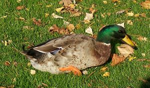 Mallard, trying to get away.