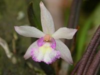 Leptotes pauloensis