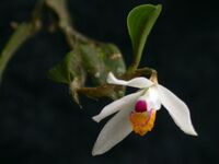 Loefgrenianthus blanche-amesiae