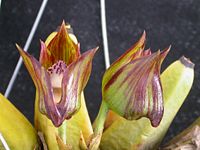 Bifrenaria tetragona