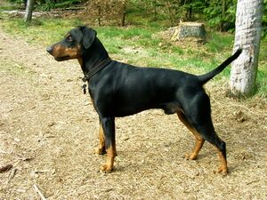 German Pinscher.JPG