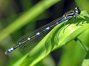 (CC) Photo: Marko Kivelä Common Blue Damselfly (Enallagma cyathigerum)