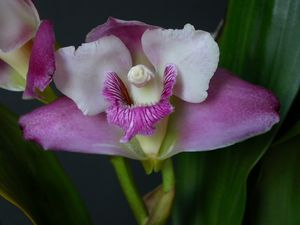 Bifrenaria harrisoniae 6.jpg