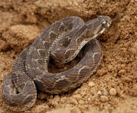 Saw-scaled viper (Echis carinatus)