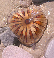 Jellyfish are a type of cnidarian. They are gelatinous predators that float in the ocean, using tentacles to bring whatever prey they catch into their mouths.