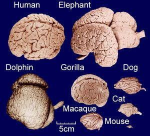 ComparitiveBrainSize.jpg