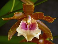 Miltonia × leucoglossa