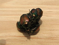 Japanese beetles mating