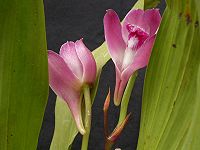 Bifrenaria tyrianthina