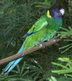 Australian Ringneck. © Photo: Phil Schwan