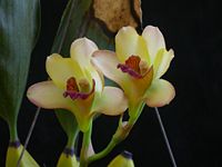 Bifrenaria harrisoniae