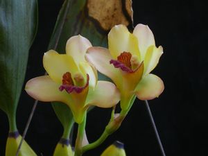 Bifrenaria harrisoniae 9.jpg