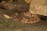 Bothrops asper