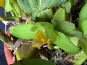 Bifrenaria inodora 42.jpg