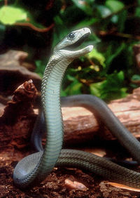 A black mamba in defense mode