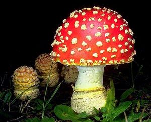 Amanita muscaria(tfl-c0229-35).jpg