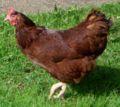 Rhode Island Red