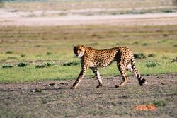 Cheetah (Acinonyx jubatus).