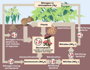 Nitrogen Cycle.png