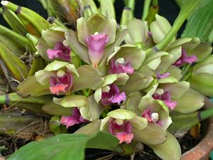 Bifrenaria inodora 44.jpg