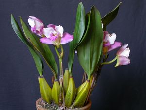 Bifrenaria harrisoniae 5.jpg