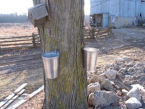 Syrup buckets.jpg