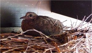 Mourning dove squab.JPG