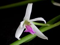 Leptotes bohnkiana