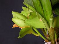 Bifrenaria inodora