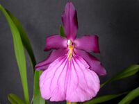 Miltonia moreliana