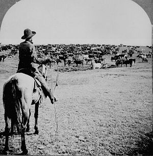 Cowboy1902.jpg